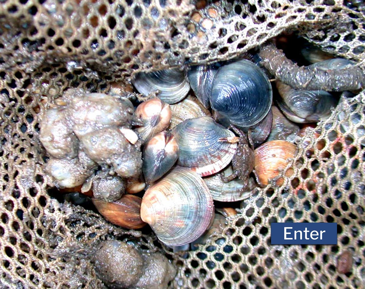 What's in the Clam Bag?