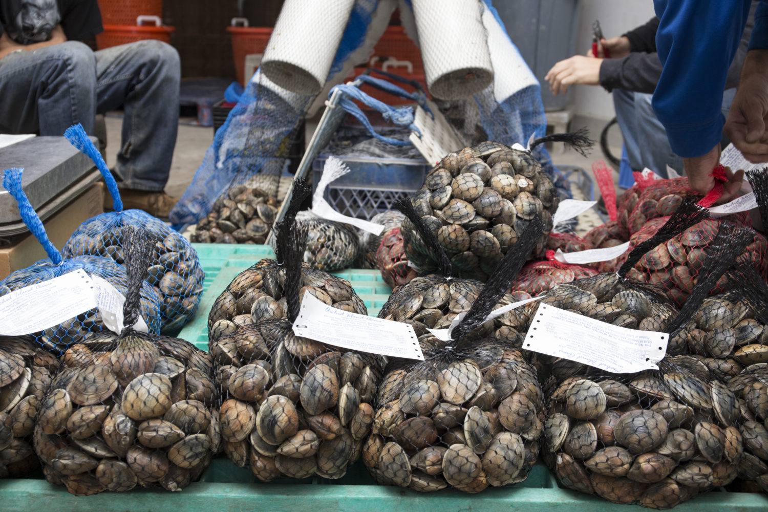 Commercial Shellfish Harvesting Big Bend Shellfish Trail