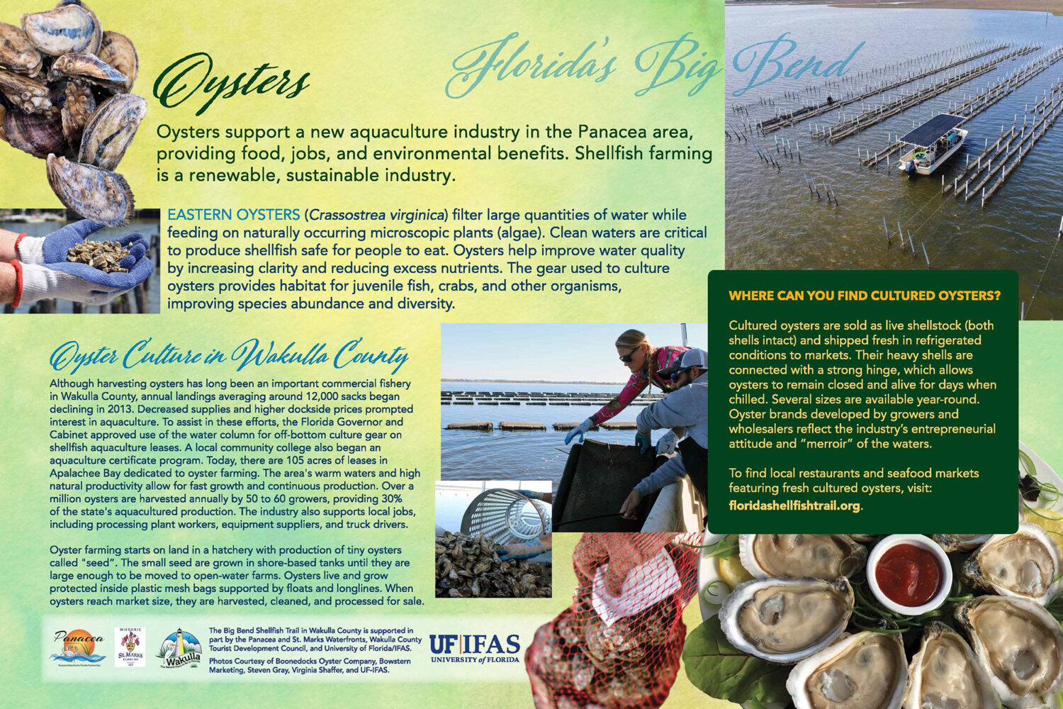 Recreational Harvesting of Shellfish - Big Bend Shellfish Trail